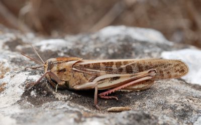 Locusta migratoria (gregarious phase) by Gilles San Martin