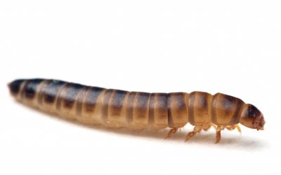 Alphitobius diaperinus (fase larva)
